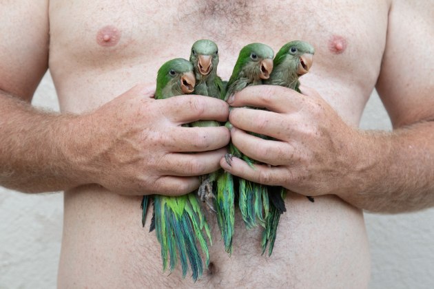 Exposure Runner Up International: Hadas Motro for her image of the invasion of colourful and exotic monk parakeets threatening the delicate balance of nature.