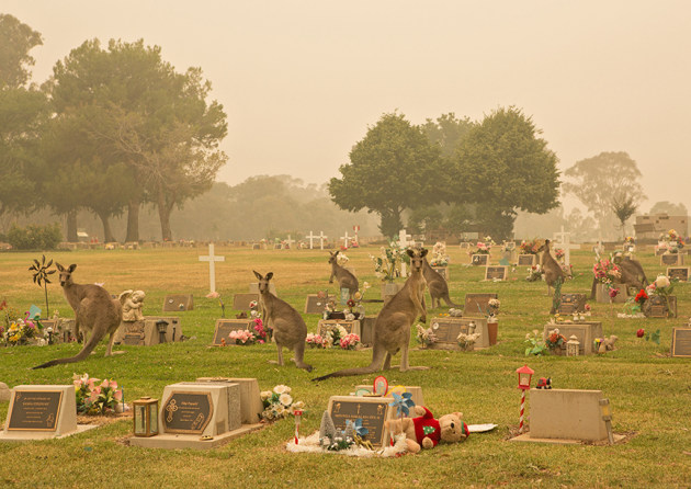 © Lib Ferreira, Kangaroos in Queanbeyan Cemetery, NSW, during the fires, 2020.