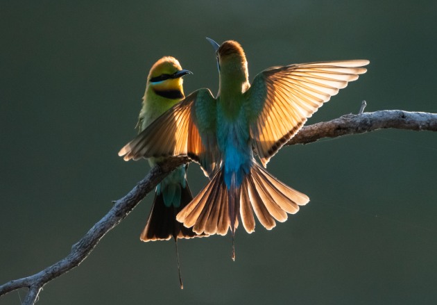 Rainbow bee eaters. Image: Michael Snedic