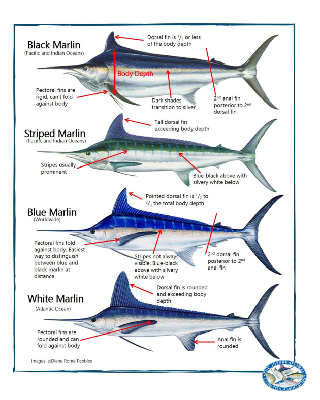 Identifying marlin species Fishing World