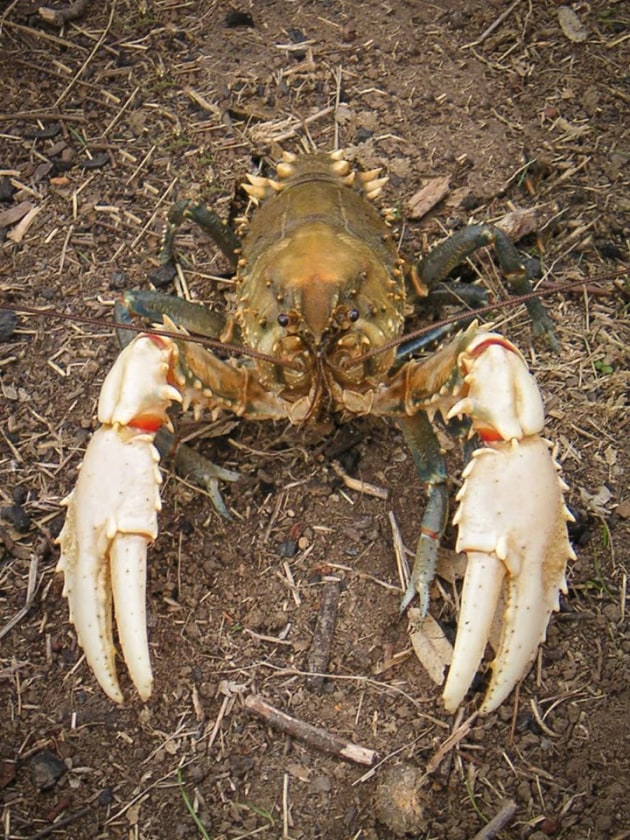 The American Mastermind Freshwater Crayfish Victoria