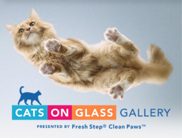Fresh step cats on glass top