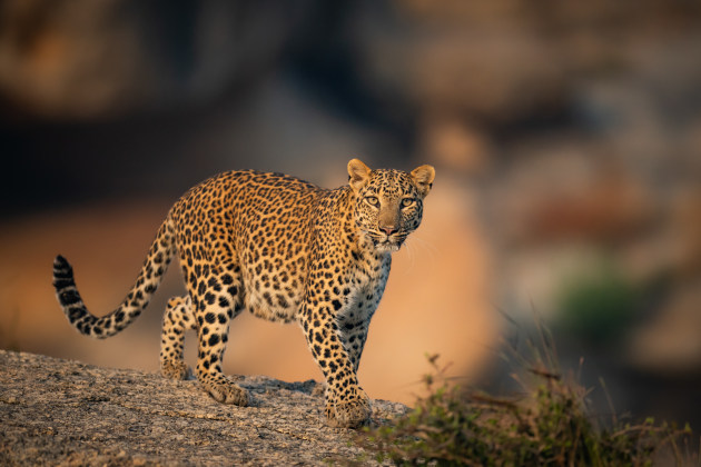 The Leopards of Jawai – Where Humans and Leopards Live in harmony.