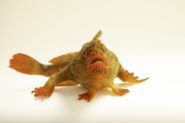 Image: National Geographic Photo Ark/Joel Sartore