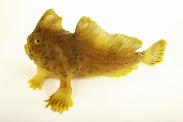 Image: National Geographic Photo Ark/Joel Sartore