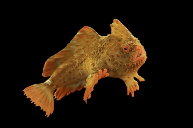 Image: National Geographic Photo Ark/Joel Sartore