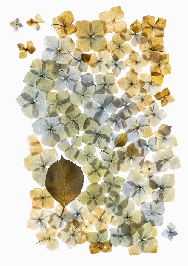 Image: Stefanie Wendler-Canning