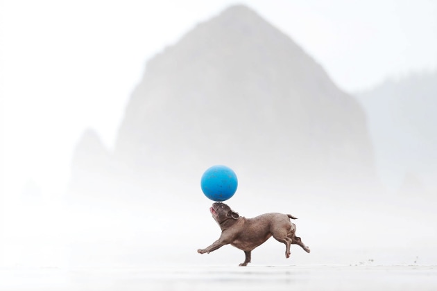 Second place in the Action category. ‘Mission Balance.’ | Photo by Gavriella Leon / Dog Photographer of the Year