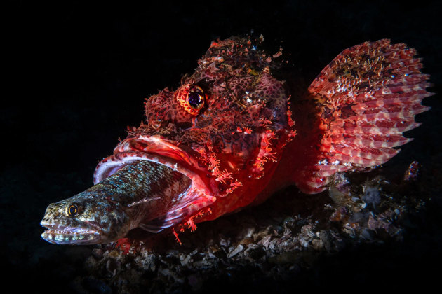 From the Wildlife category. A scorpionfish consumes a lizardfish. The compact composition isolates the interaction using a snoot to direct light onto the two fish while keeping the background subdued. | Andrea Michelutti / Ocean Photographer of the Year