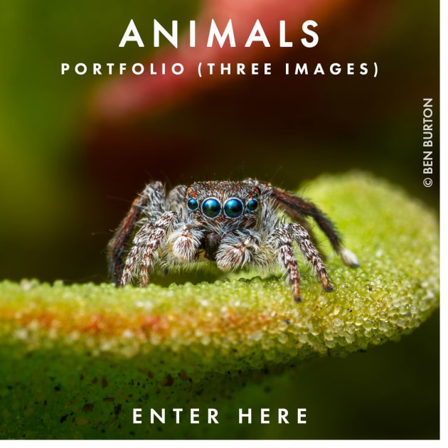 Enter Animals