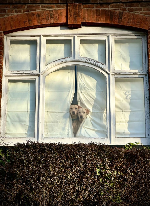 Animals Winner — Peter Crome (United Kingdom) | 2026 iPhone Photography Awards