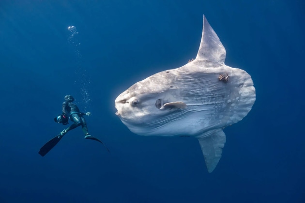 From the Human Connection: People and Planet category. A giant oceanic sunfish (Mola mola) glides through the clear waters of Mexico’s Baja Peninsula. | Anita Verde / Ocean Photographer of the Year