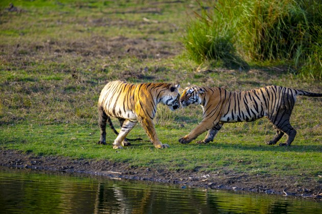 A tender interaction between Riddhi and her subadult male cub, as the mother appears to instruct her son to sit — a glimpse into the strong social bond between a tigress and her offspring.
