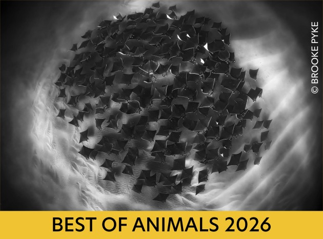 best-of-animals-2026