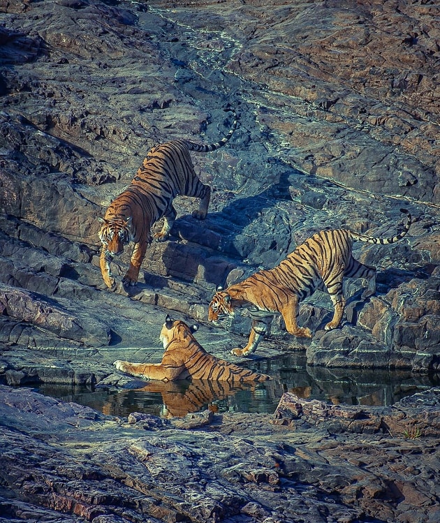 Ranthambore National Park – A Bengal Tiger and Her Cubs in Their Natural Habitat.