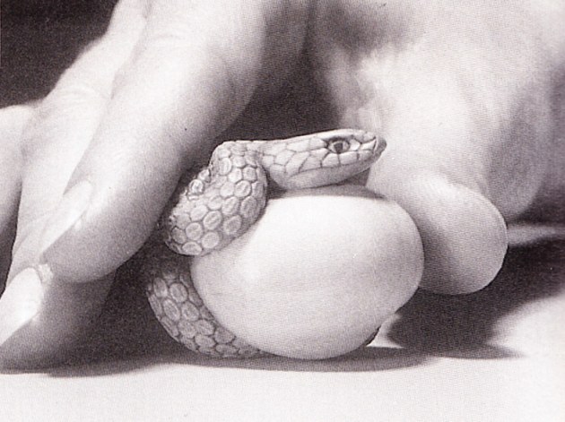 hatching-snake-susan-wraight