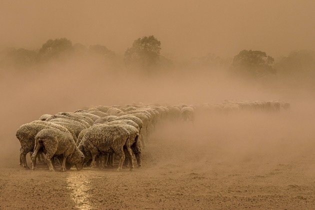 Margot Hughes, A Dirty Dusty Drought
