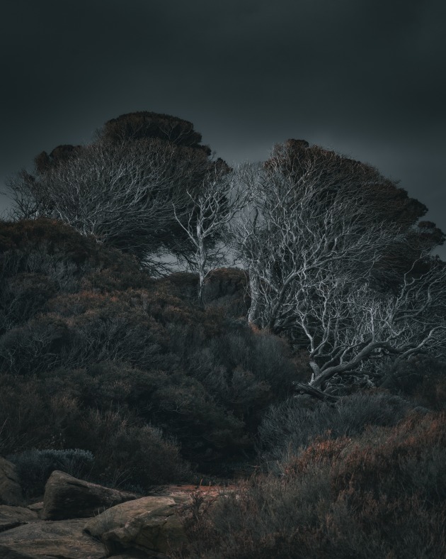 Melissa Lichocik, Ghost trees