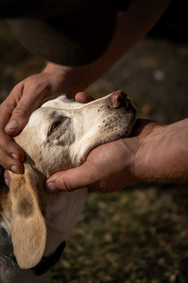 Michaela Bates, Home is where the dog is