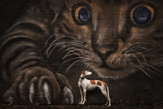 Second place in the Portrait category. ‘The Hunter Becomes the Hunted’ | Photo by Susan Lang / Dog Photographer of the Year