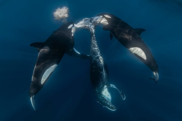 In the Pacific waters of Mexico, this photograph captures the aftermath of a successful orca hunt. Nearly an hour after a pod separated a humpback whale calf from its mother, the orcas resurfaced carrying their prey between them. The event reveals the cooperative hunting strategies of orcas, where multiple individuals work together to isolate and subdue large prey. What the image doesn’t show is that after the kill, other scavengers, including silky sharks, were drawn to the remains, showing how one event can influence an entire marine food web.
Credit: Rafael Fernandez Caballero / Ocean Photographer of the Year 2026
