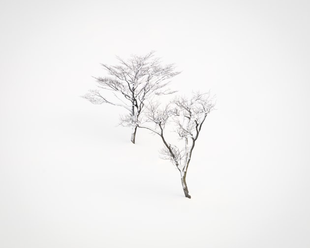 Central Hokkaido, Japan. Two solitary trees set against the winter snow become one as their branches intertwine, their delicate forms standing together in quiet harmony against a vast white canvas. Nikon Z8, Nikkor 100–400mm lens @ 400mm, 1/8s @ f11, ISO 64.