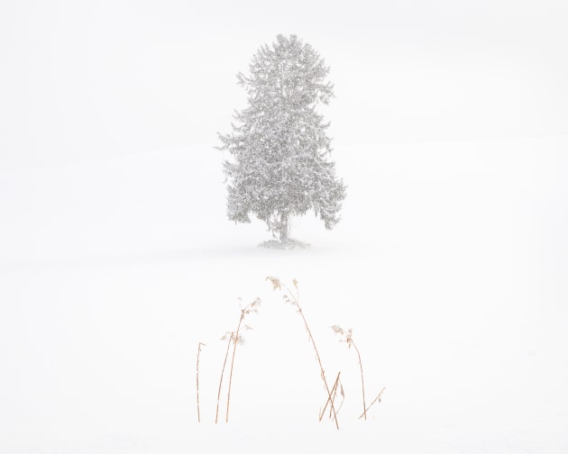 Central Hokkaido, Japan. A lone snow-laden tree sits peacefully in the winter landscape, in quiet harmony with the snow-covered grasses in the foreground—two simple elements that together tell a complete story. Nikon Z8, Nikkor 24–120mm f4 lens @ 45mm, 1/800s @ f13, ISO 500.