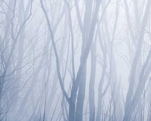 Castle Hill, New Zealand. Thick morning mist layers through the trees, transforming a complex landscape into a simple, ethereal composition of soft blue tones and ghostly forms. Nikon D850, Nikkor 70–200mm f4 lens @ 165mm, 1/25s @ f11, ISO 64.
