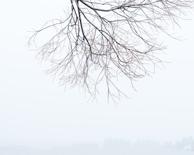 Ashburton Lakes, New Zealand. A single branch hangs down into the frame from above, floating in negative space above a distant treeline softened by mist, the simplicity of the composition drawing the eye to the delicate detail of each twig. Nikon D850, Nikkor 70–200mm f4 lens @ 80mm, 1/25s @ f8, ISO 64.