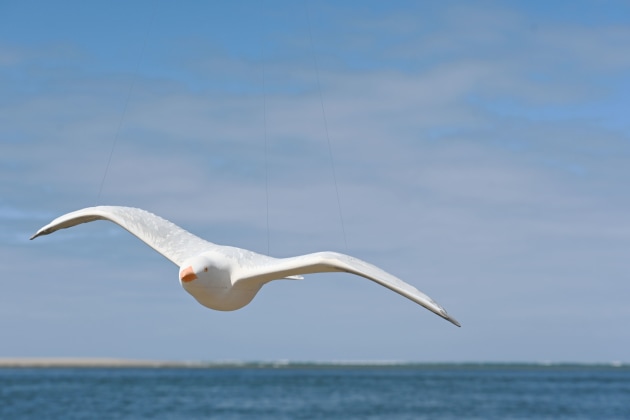 seagull-circling-olivia-oconnor