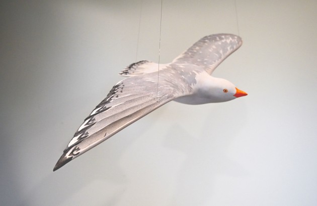 seagull-circling2-olivia-oconnor