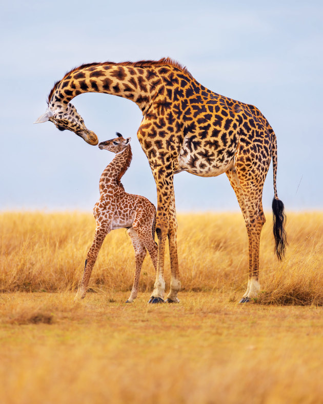 Tom Nicholson, USA, Maasai Mara National Reserve, Kenya Masai giraffe. We came across this mother and newborn baby giraffe on the African savannah while we were tracking a female leopard. The calf, with its umbilical cord still attached, was recently born, and was still learning about its environment. They paid us no attention as they went about enhancing their bond, while we nervously scanned for the leopard who could pose a clear danger to the calf. We were fortunate to have them invite us into their world for a few moments, before they headed off over the horizon to relative safety for another day.
reply