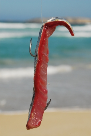 beach fishing bait