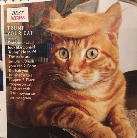 Source: www.Instagram.com/trumpyourcat/ @polydactylcats #TrumpYourCat