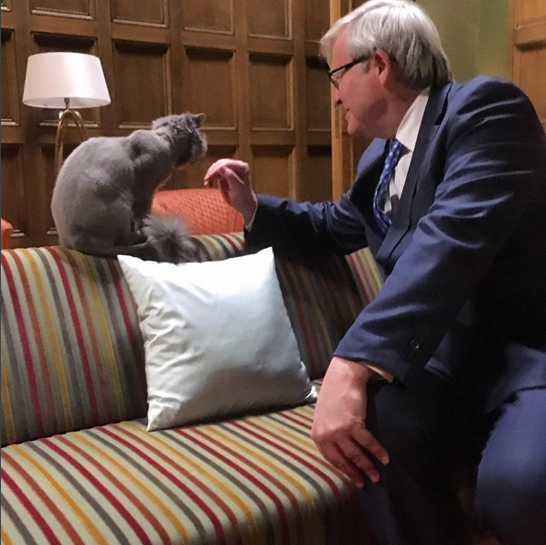 kevin rudd cat instagram