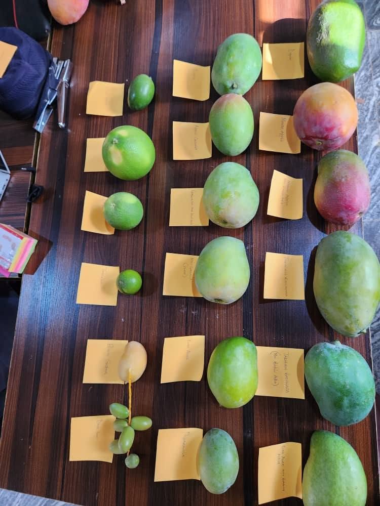 Mangoes