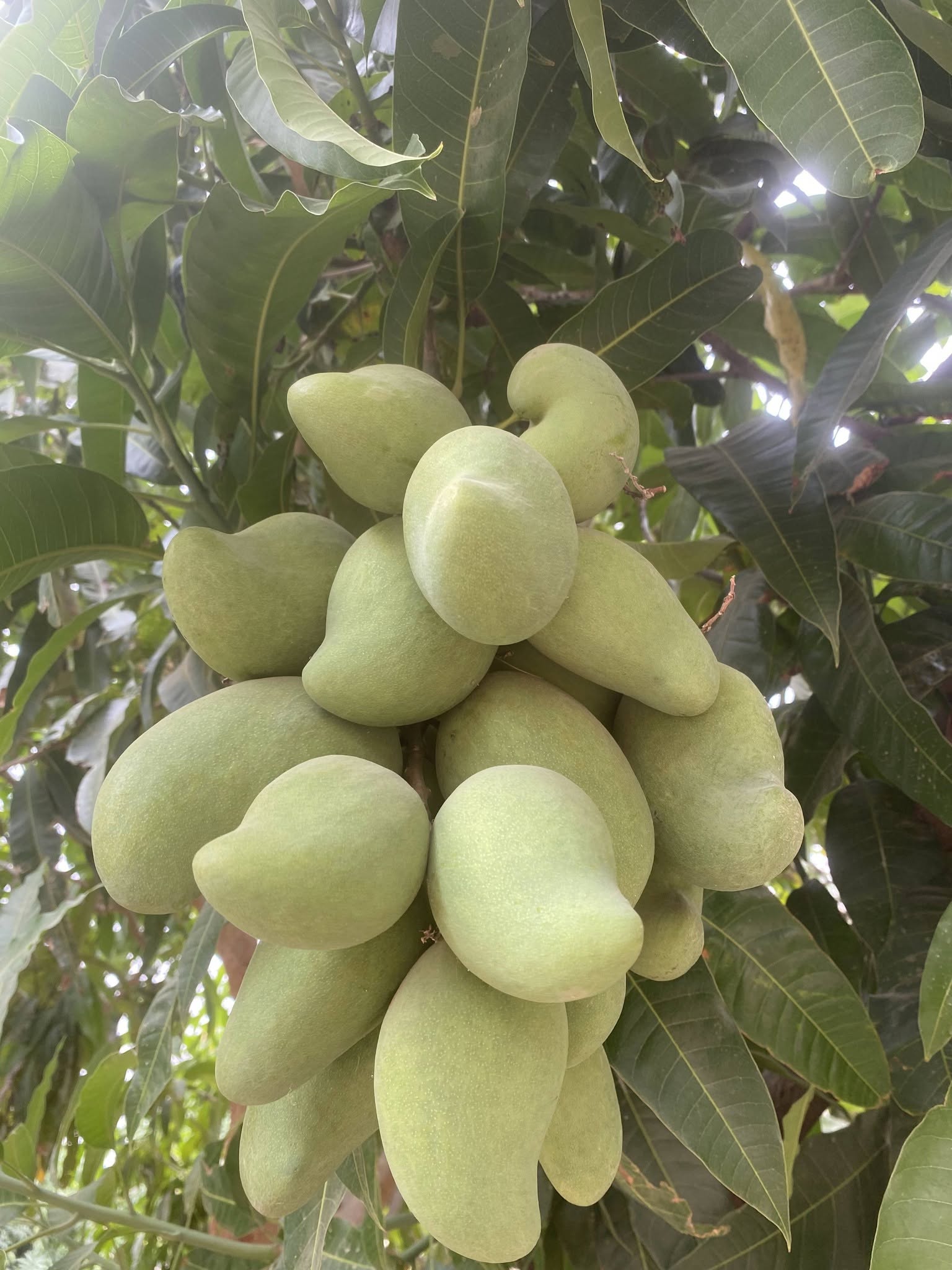 Mango