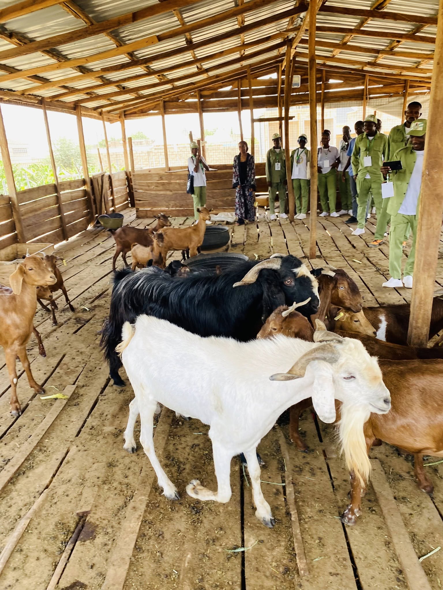 Livestock