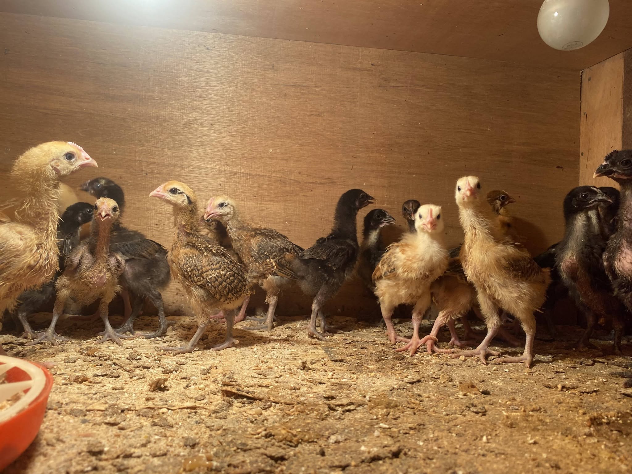Livestock