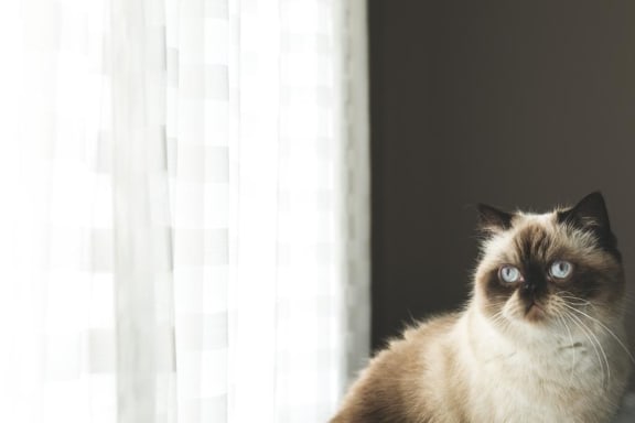 Beautiful Cat at The Edition Apartments, Hyattsville, Maryland