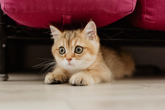 Photo Of Hidden Kitten at Azul Baldwin Park, Florida