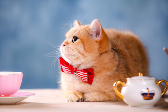 Pet Cats at Cypress Point Apartments, California