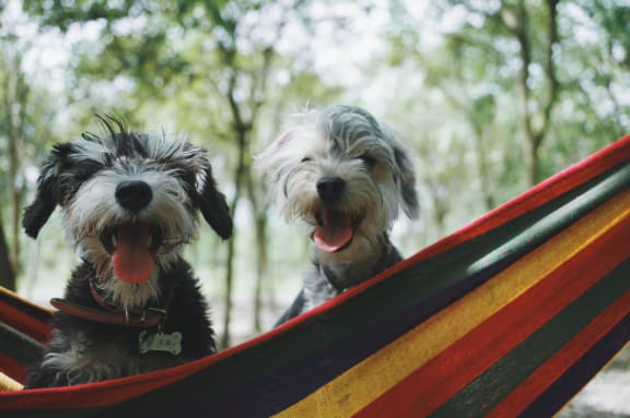 Dogs at Ralston Courtyards, California, 93003