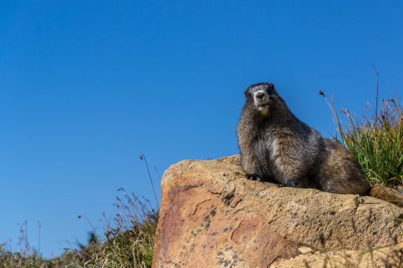 Groundhog at Shepard Place, California