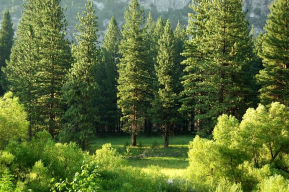 Re-Forest Environment at Encina Meadows, Goleta, California
