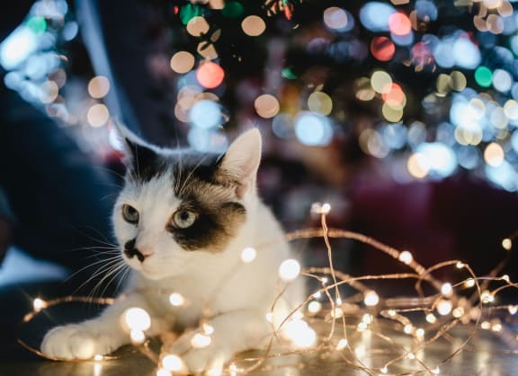 Cat-friendly at Knollwood Meadows Apartments, Santa Maria