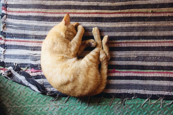 sleeping_cat at Sumida Gardens Apartments, Santa Barbara, California