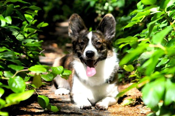 Park For Your Pets at Azure Houston Apartments, Texas, 77007