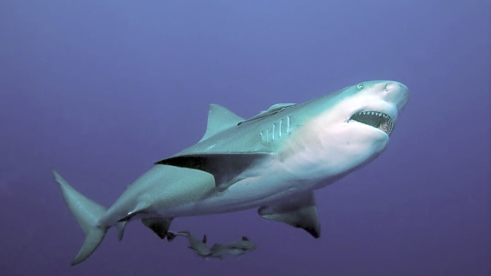 Shark Rampage Continues in Australia: Fourth Surfer Attacked in 48 ...