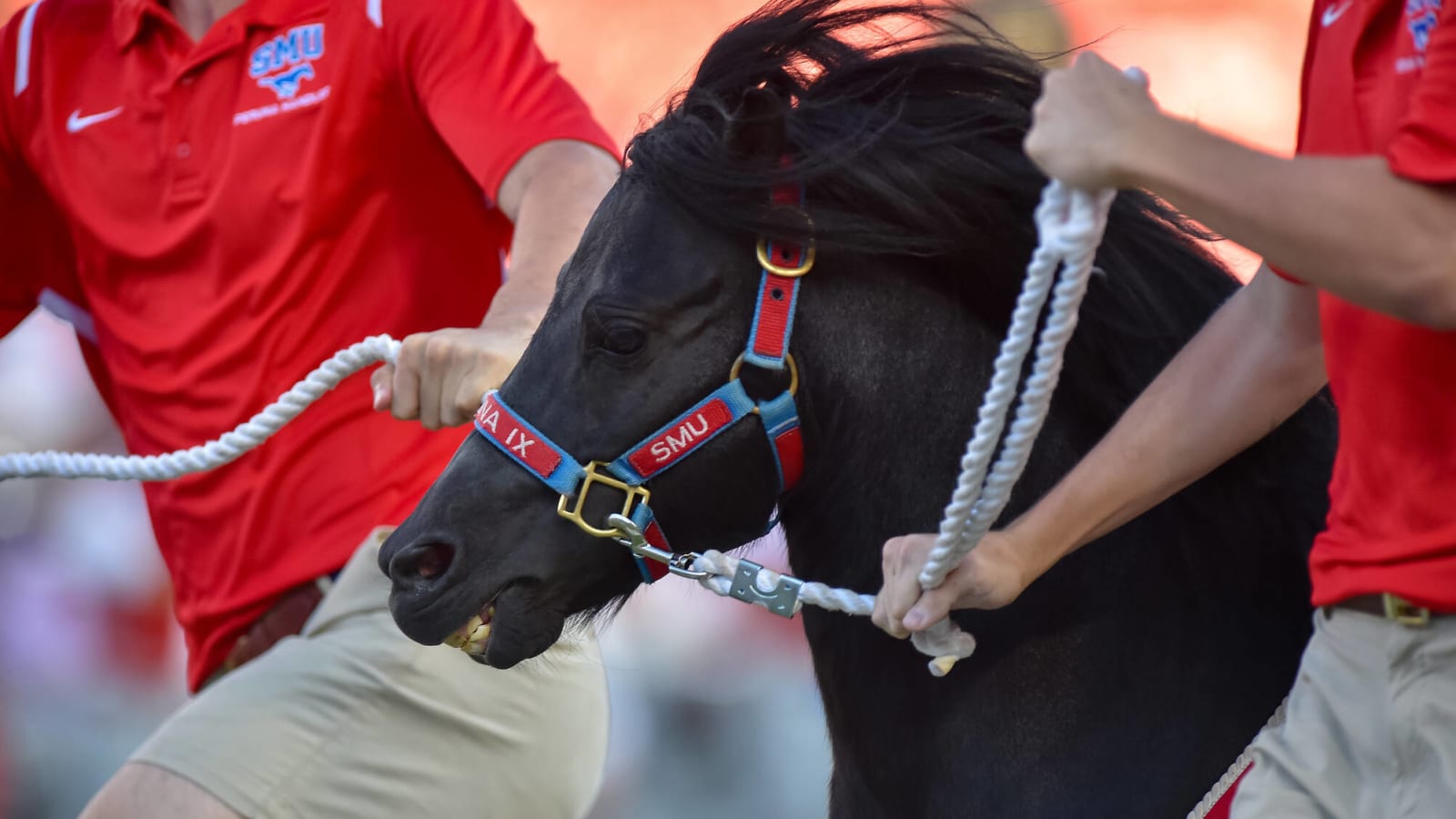 Smu Racing Watch: Horse manure delays Navy vs. SMU contest for 15 minutes | Yardbarker